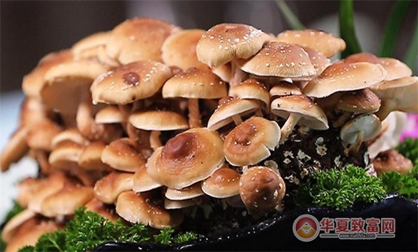腩潮鲜牛腩火锅加盟